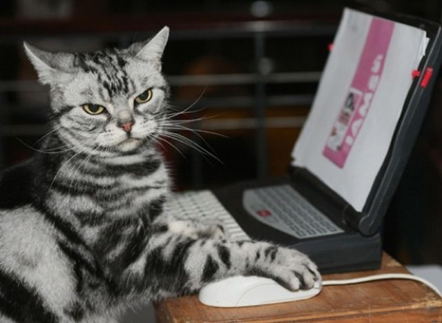 im体育app官网-_猛龙战斗精神爆棚，逆转赢得宝贵胜利_，猛龙对战