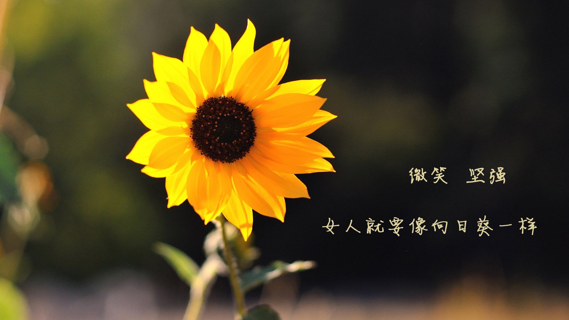im体育最新安全APP下载-CBA联盟引导球员多维发展增强综合素质，cba联盟组织架构